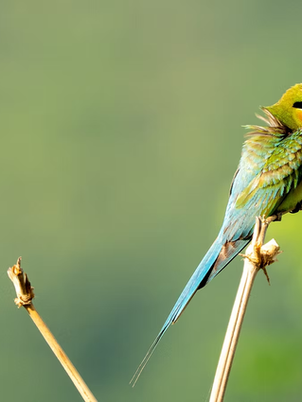 Three Bee-Eaters of Vietnam — Colour, Precision, and Life in the Open