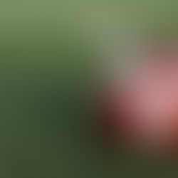 RASG Varsity Football Team Emerges Victorious