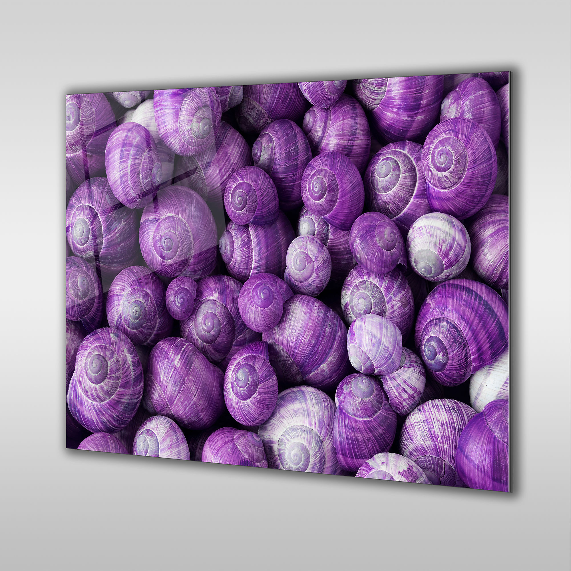 Purple Snail Shells