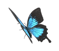 vecteezy_butterfly-isolated-on-a-transparent-background_24249186.png