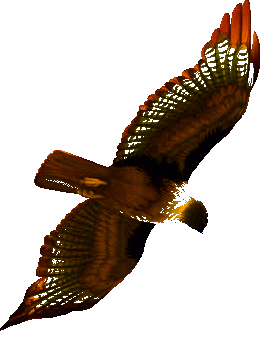 Bussard1.gif