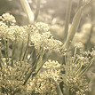Leuchtend gelbe Blumen - Blüte und Entfaltung auf dem Weg zu mehr innerer Weite und Balance