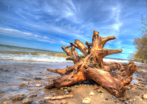 Bay-Driftwood.jpg