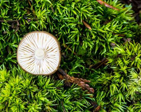 Fallen-Mushroom.jpg