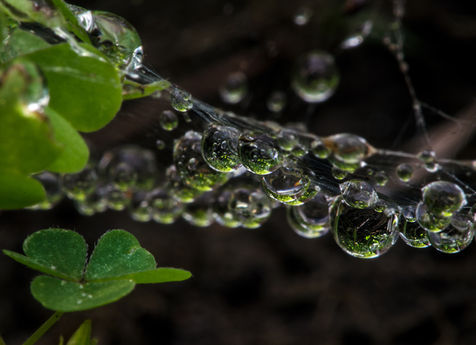 Dew-Reflections.jpg
