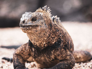 Isabela - the Wild One