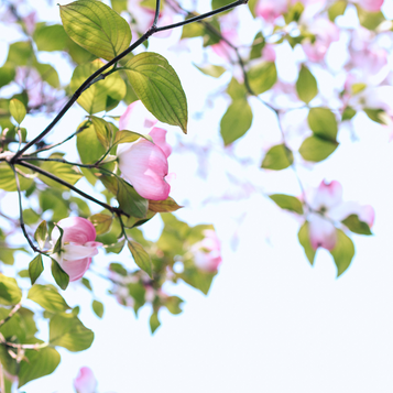 正確に伝える|大切にしていること