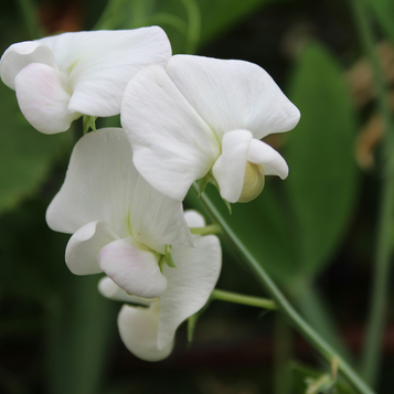 発信を継続的に行う|works