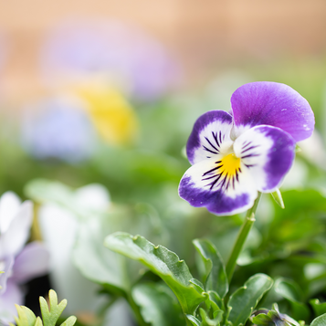 コンセプトカラー|大切にしていること