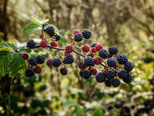 Lessons Learned from Blackberries