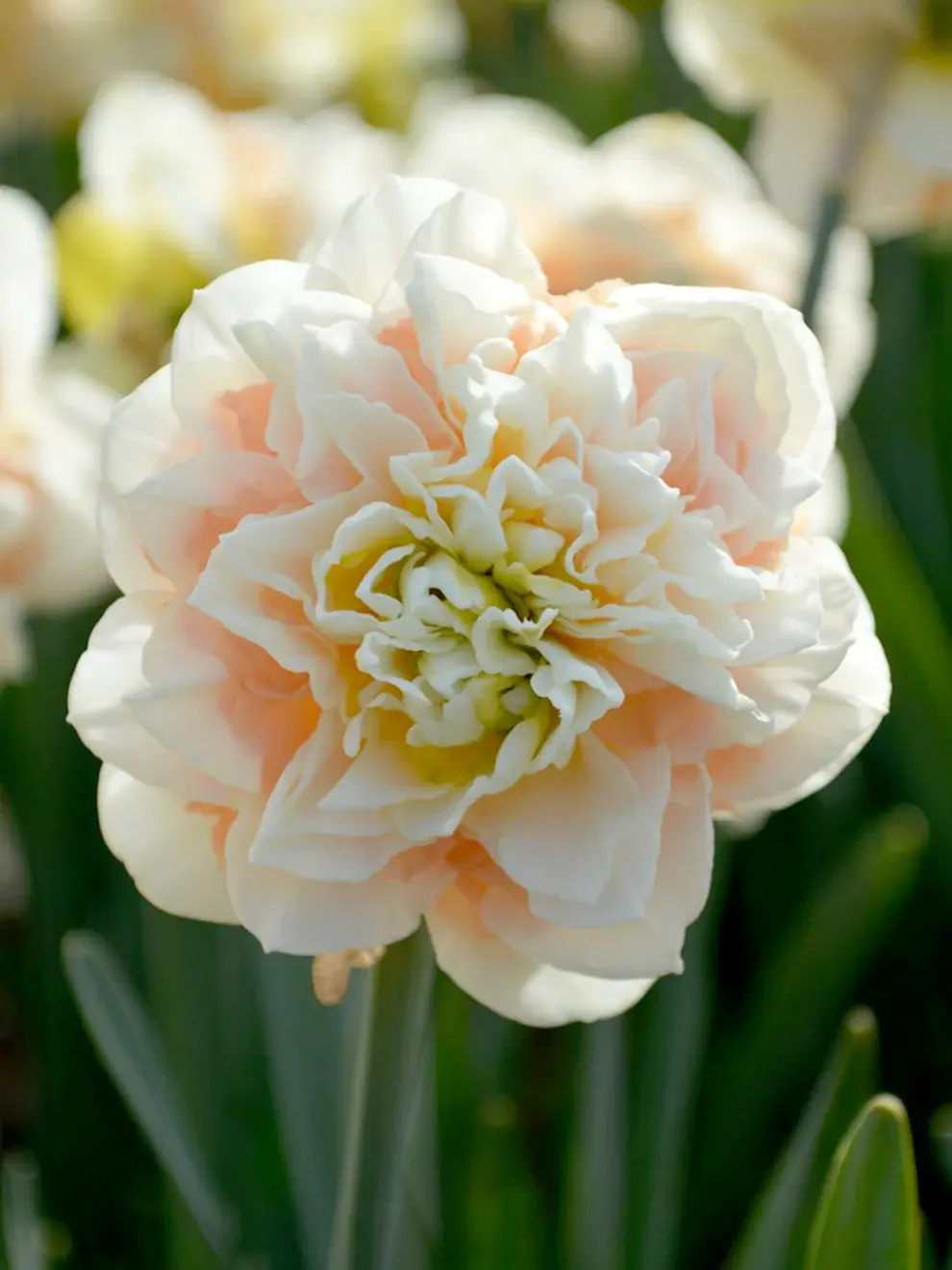 Narcissus Pom Pom Rose