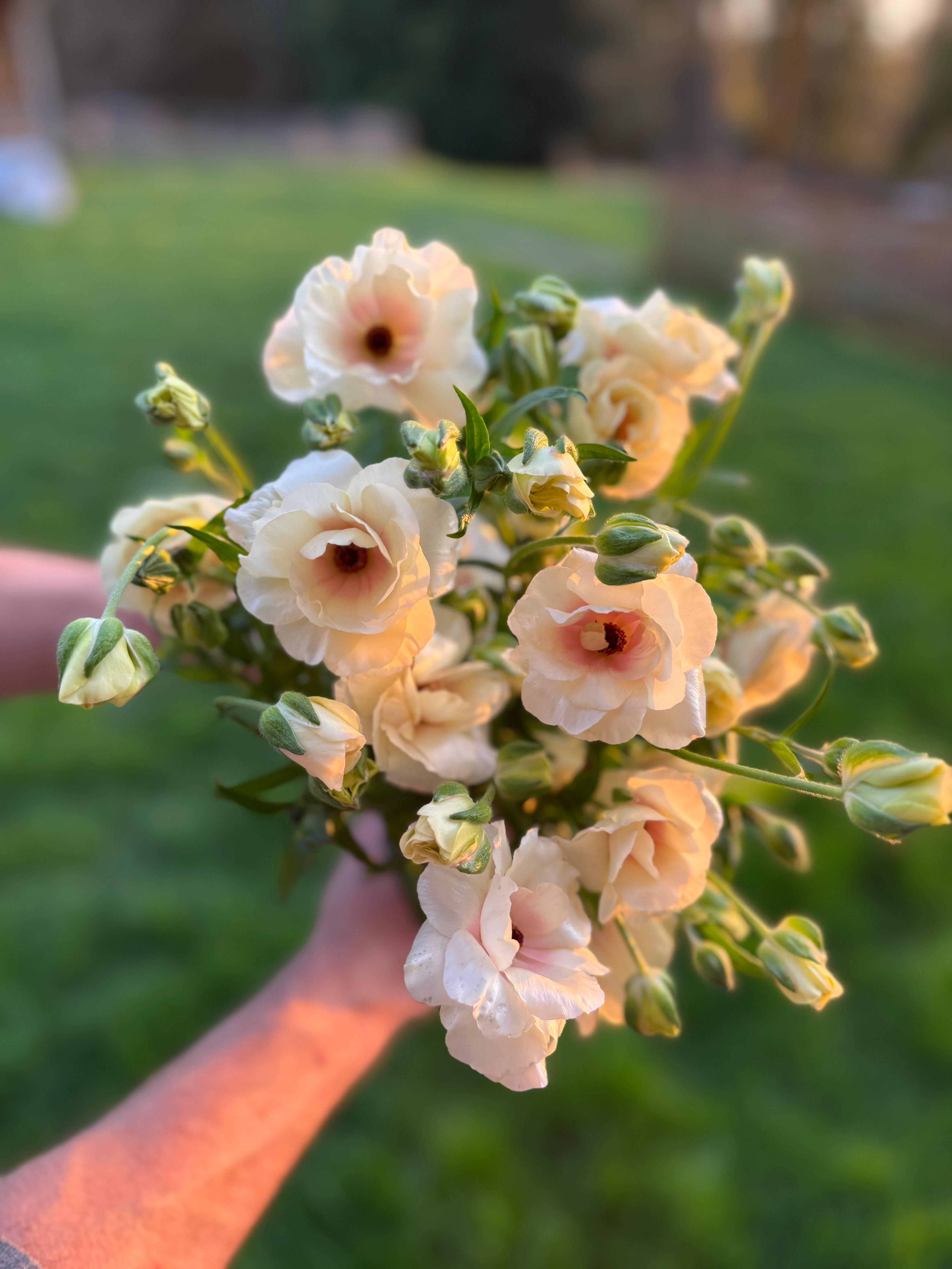 Ranunculus - Butterfly™ Ariadne®