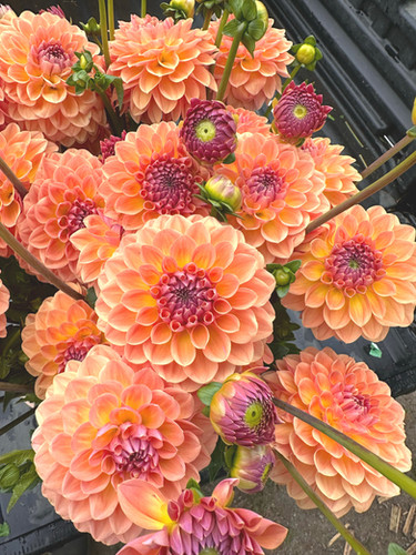 Orange Breeze | Urban Farm Girl & Co