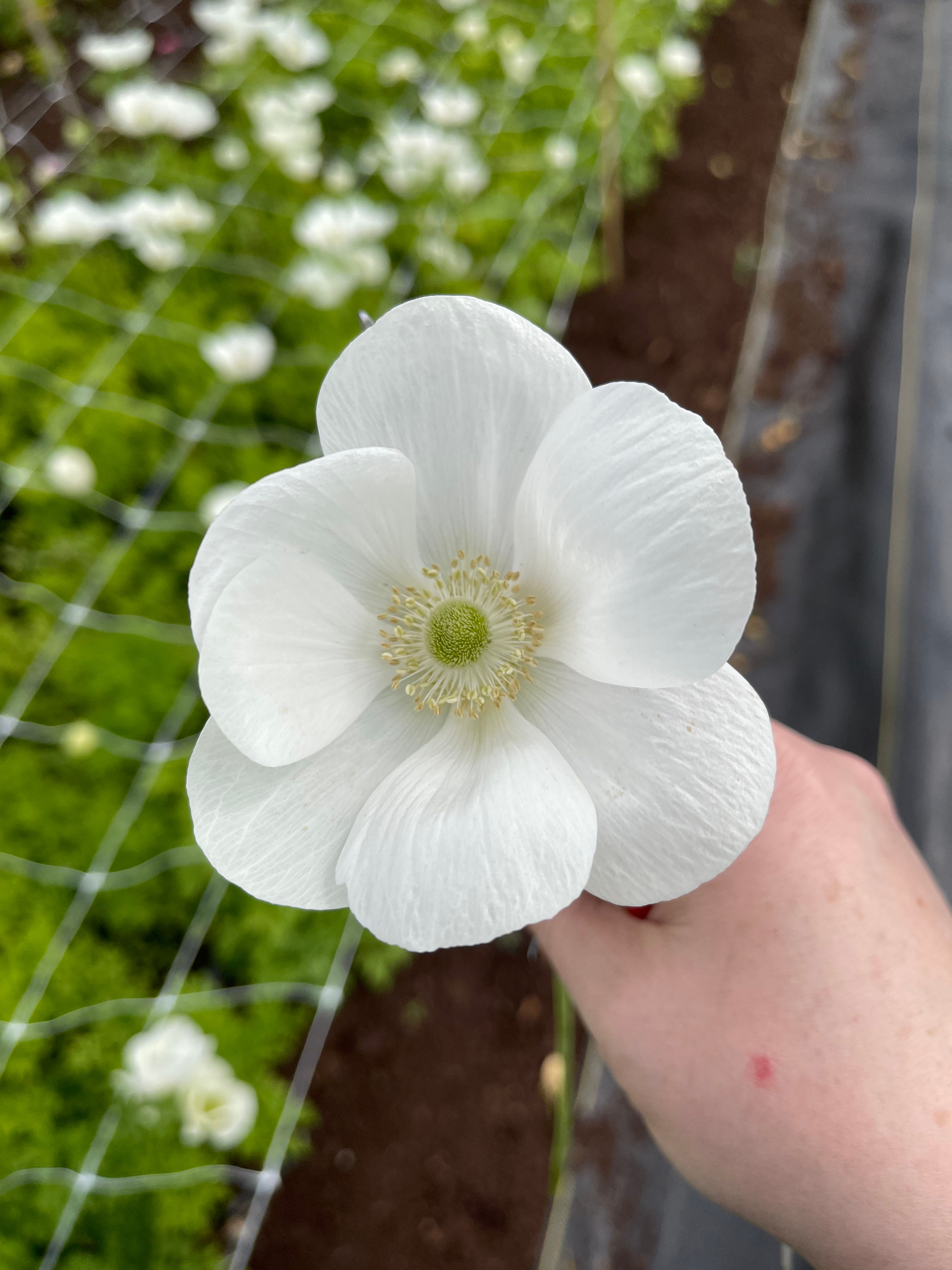 Anemone "Marianne White"