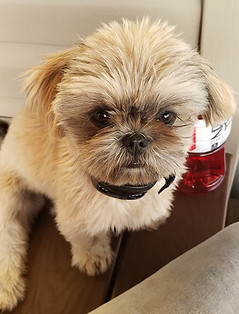 44769087_10160928511480133_6289832639801