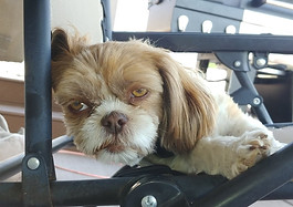 45421399_1952040194865417_57057227182471