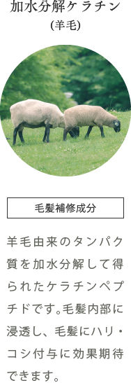 加水分解ケラチン(羊毛)