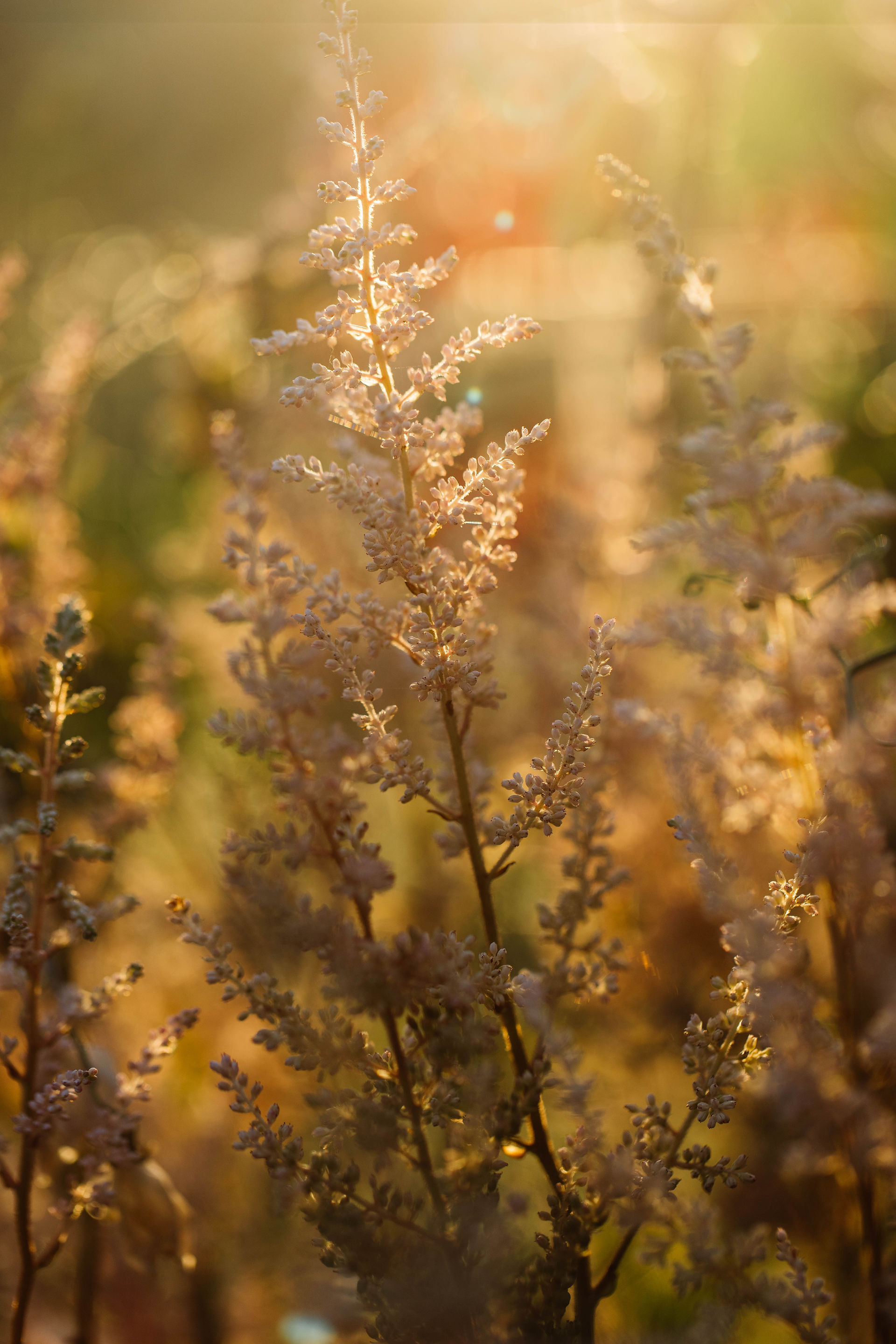 Astilbe now finished flowering and going to seed.