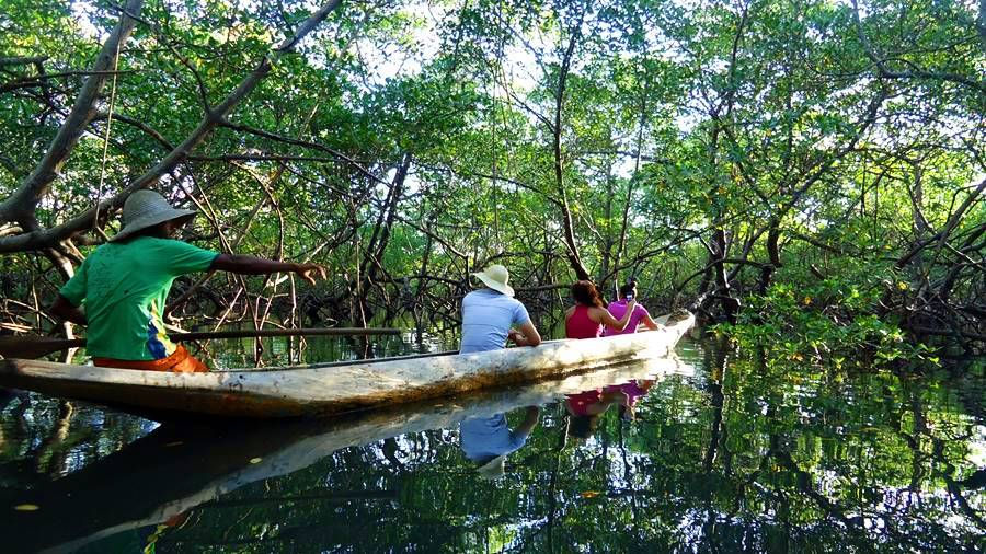 passeio de canoa nos manguezais boipeba bahia terra turismo