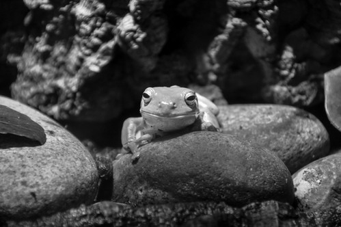 【中古】 A Tree Frog Tonality JohnLindberg Green Tree Frog | 1 of 10 | J|K Photography