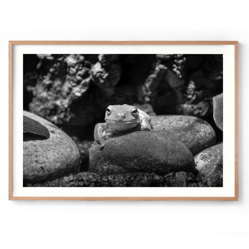 Green Tree Frog | 1 of 10 | J|K Photography