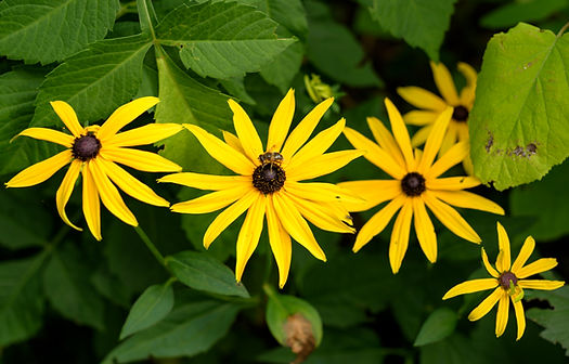 Still Gathering by Josie Kleinitz — a bee perched on daisies in black and white. Borrowed Hours.