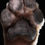 Thumbnail: HAPPY PAWS SALVE