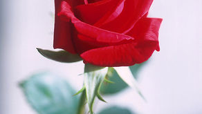 TINAÂ DENISEÂ SAWYER