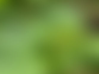紫陽花もそろそろ