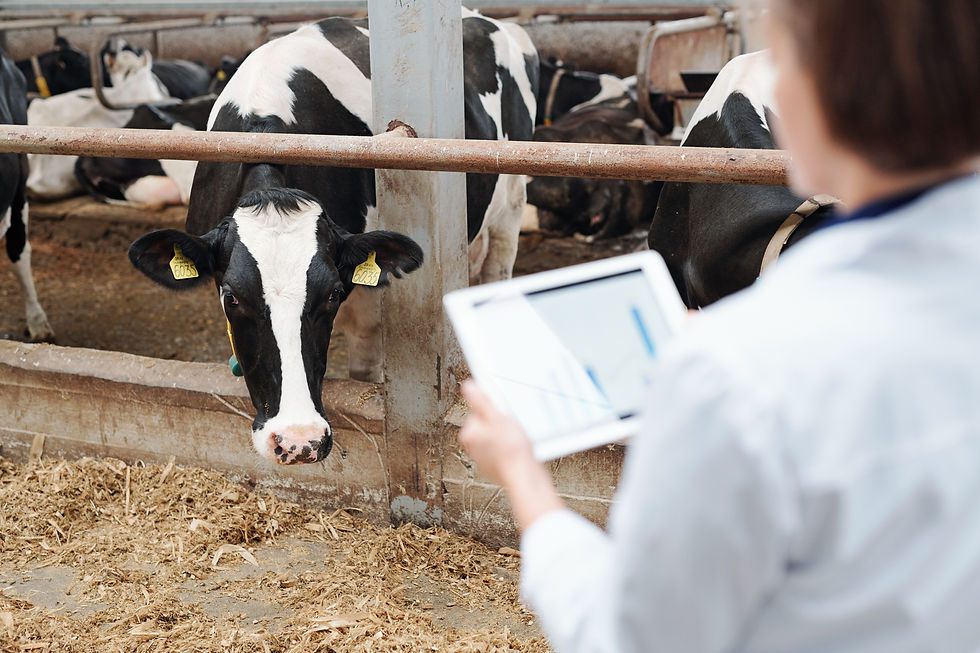 one-black-white-dairy-cows-looking-worker-farmhouse-out-fence-cowshed-while-eating-hay.jpg