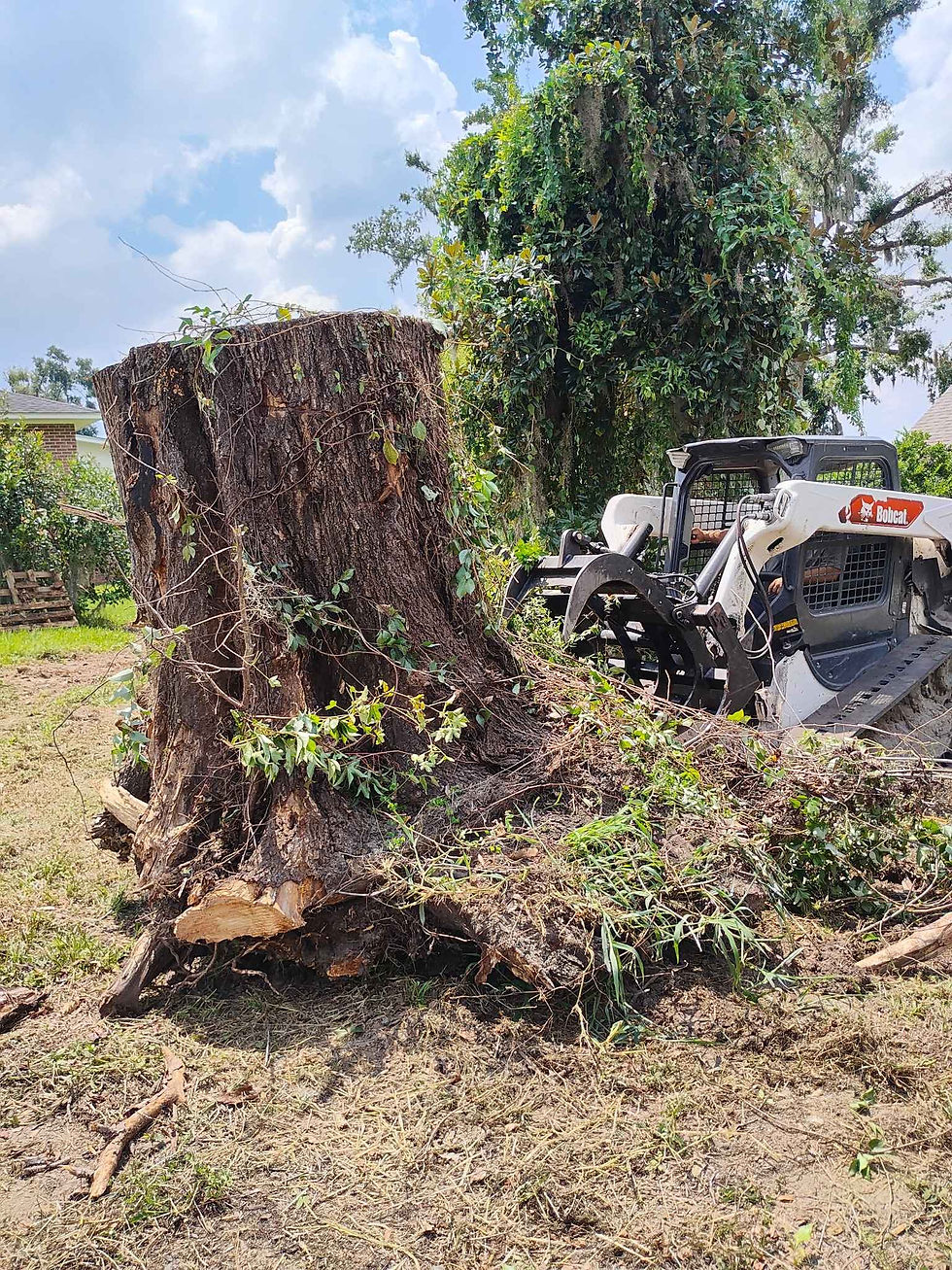 Valdosta Tree Service performing stump grinding and yard cleanup after tree removal in Valdosta, GA.