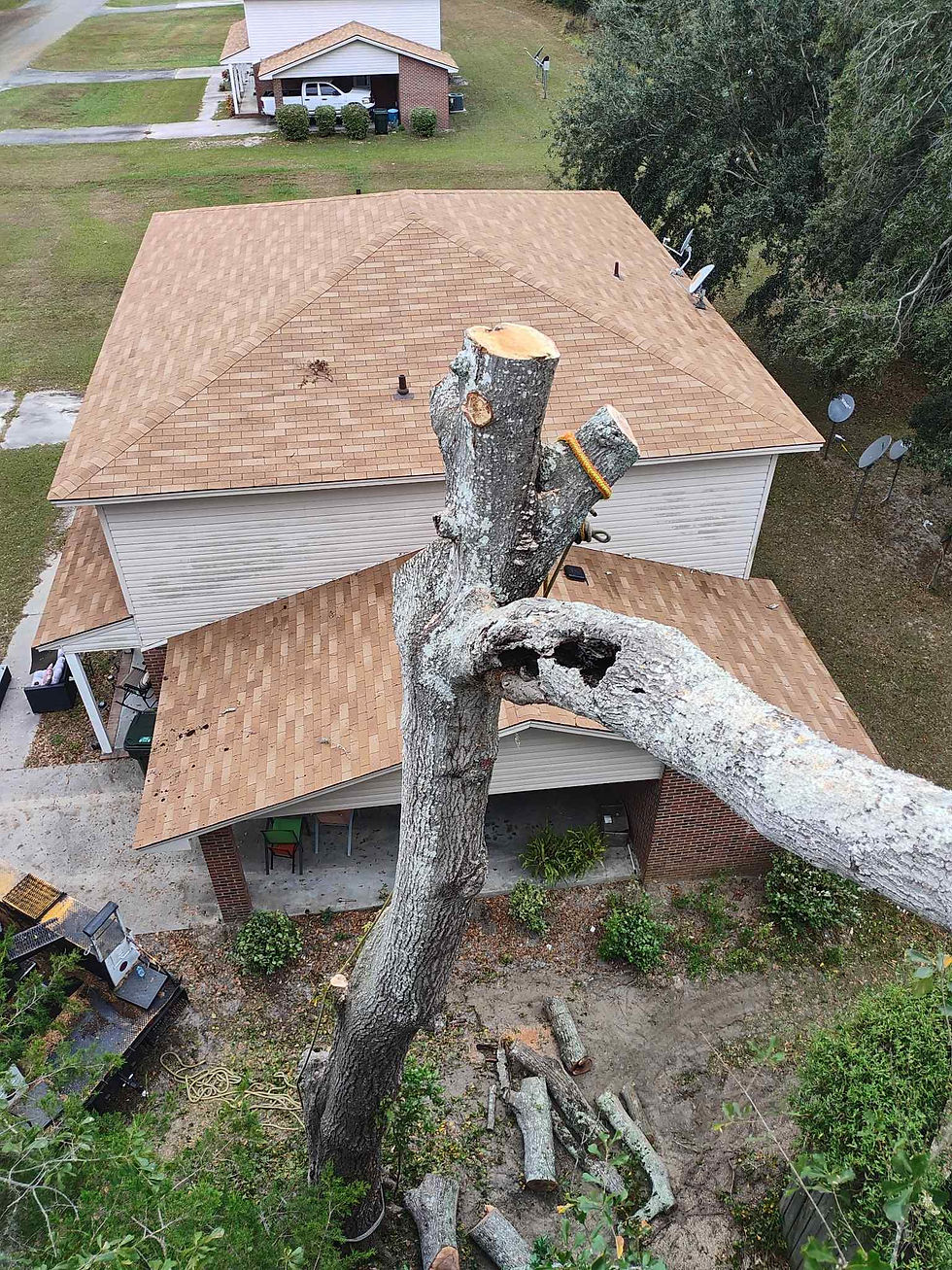 Valdosta Tree Service removing a large tree beside a residential home using ropes and safety equipment in Valdosta, GA.