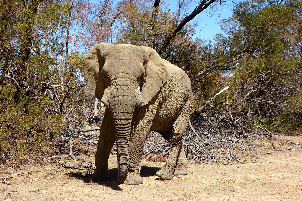 Elefant Südafrika, Safari Südafrika, Unterschied Nationalpark und Game Reserve, Was ist ein Private Game Reserve