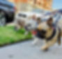 We Love Dogs LA Doggie Daycare