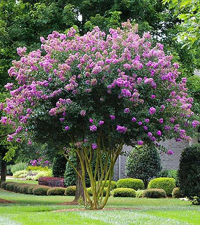 03. Crape Myrtle.jpeg
