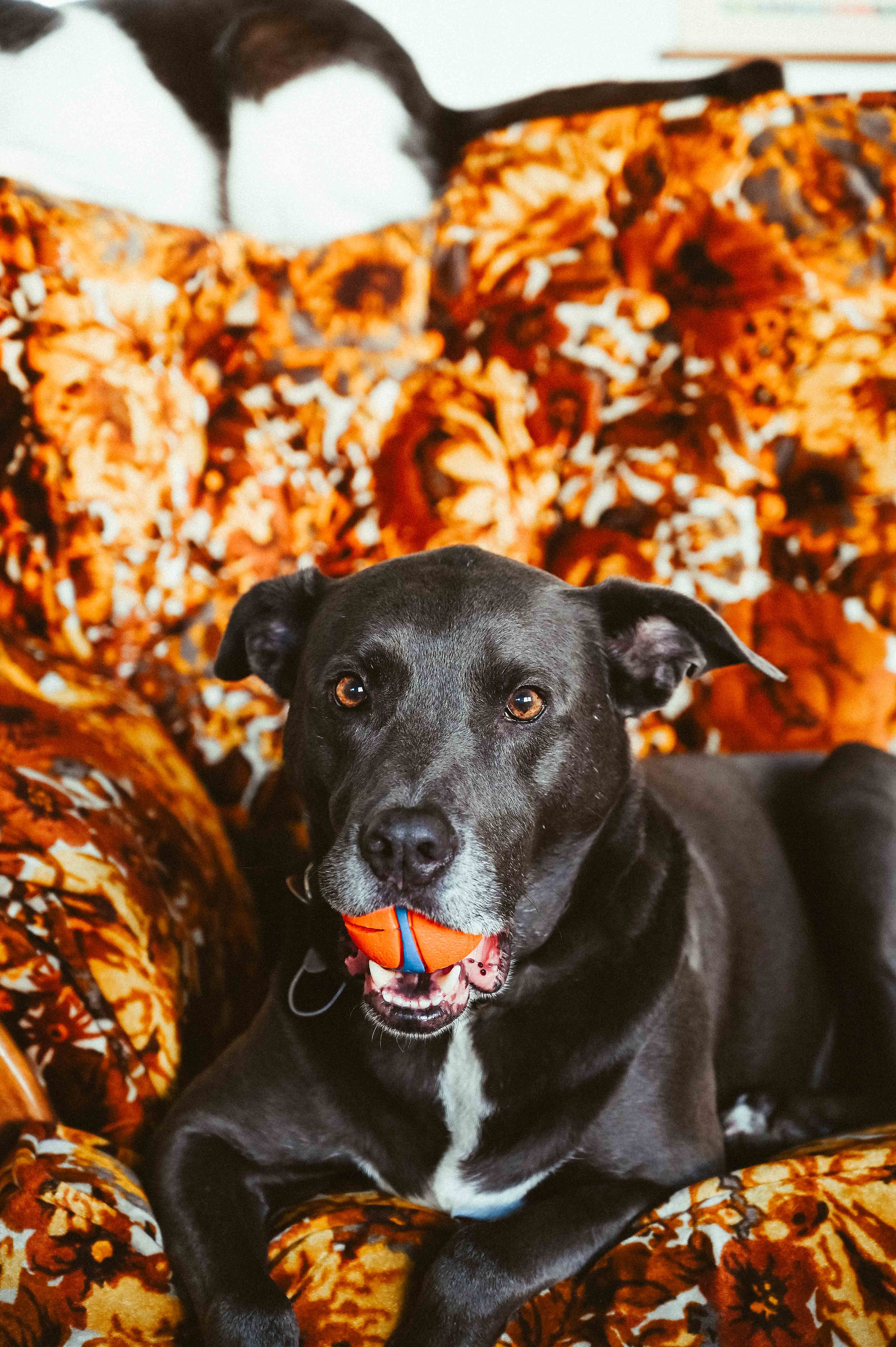 Portland headshot photographer for artists and creatives
