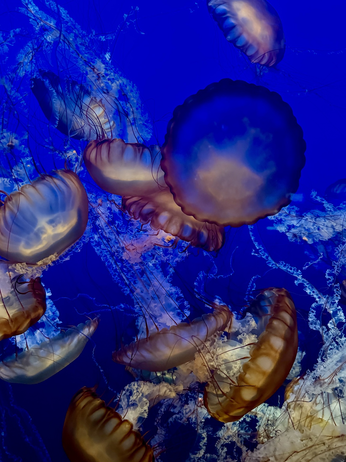 Creative jellyfish photography