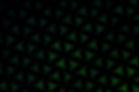 Green Pattern_edited.jpg