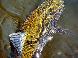 2026 Williamson River Fly Fishing Forecast: The Year of the Redband