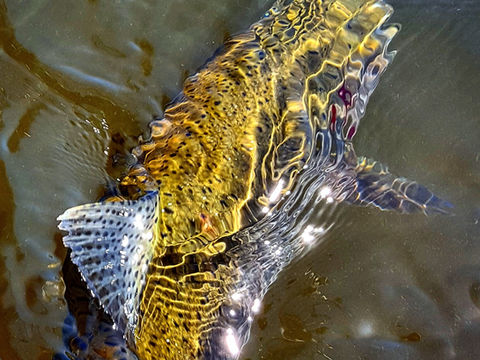 2026 Williamson River Fly Fishing Forecast: The Year of the Redband