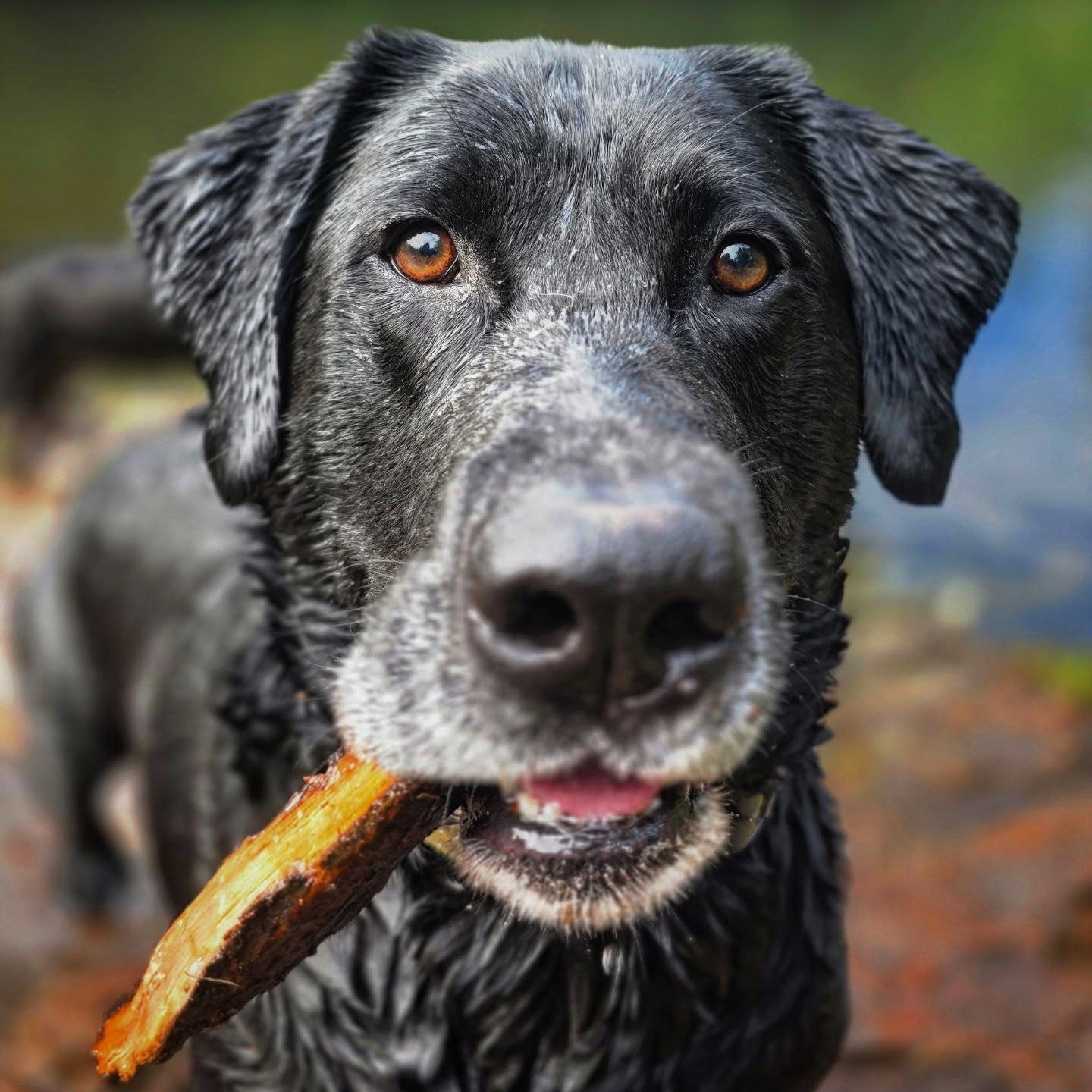 The Woods are Calling (And Your Dog Already Has Their Leash)
