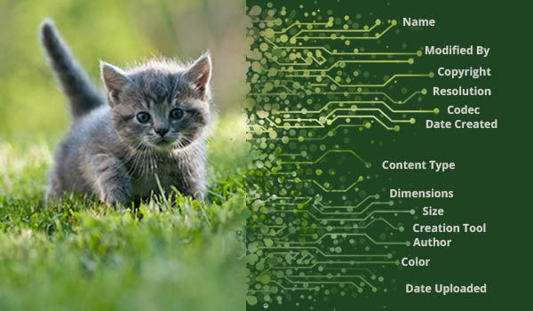 Document, document, document … Common Vocabulary and Data Definitions
