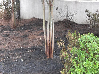 Wayne county officials searching for arsonist