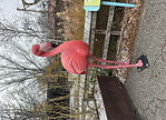 Flamingo 7.jpeg