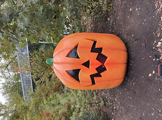 BP Pumpkins (1) (3).jpeg