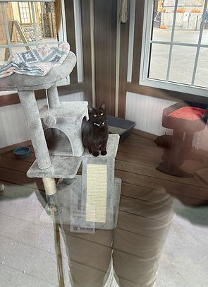 BP Cat Display (8).jpeg