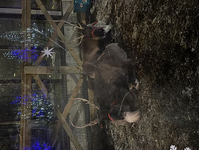 Reindeers (2).jpeg