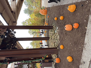BP Pumpkins (12).jpeg