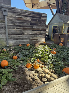 BP Pumpkins (3).jpeg