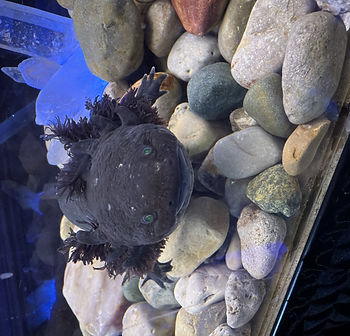 Black Axolotl (Wednesday) .jpeg